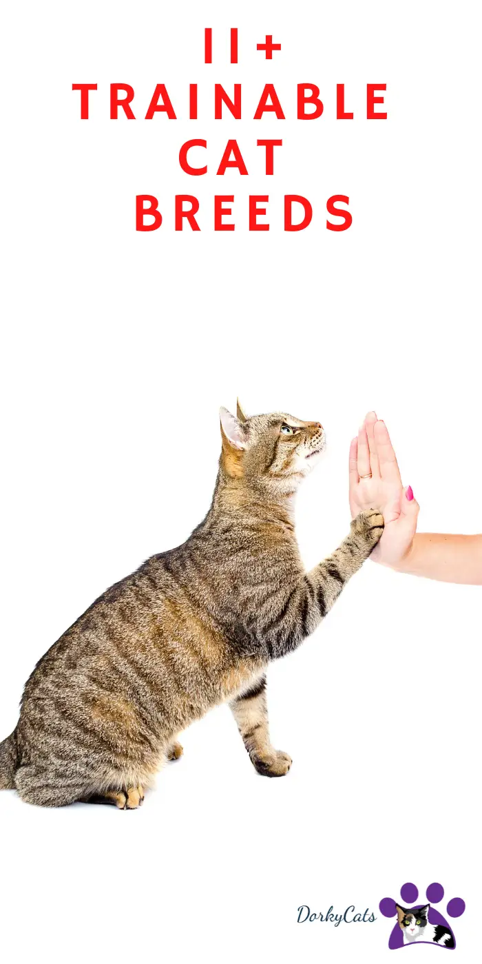 11+ STUNNING TRAINABLE CAT BREEDS [TALENTED CATS] DorkyCats