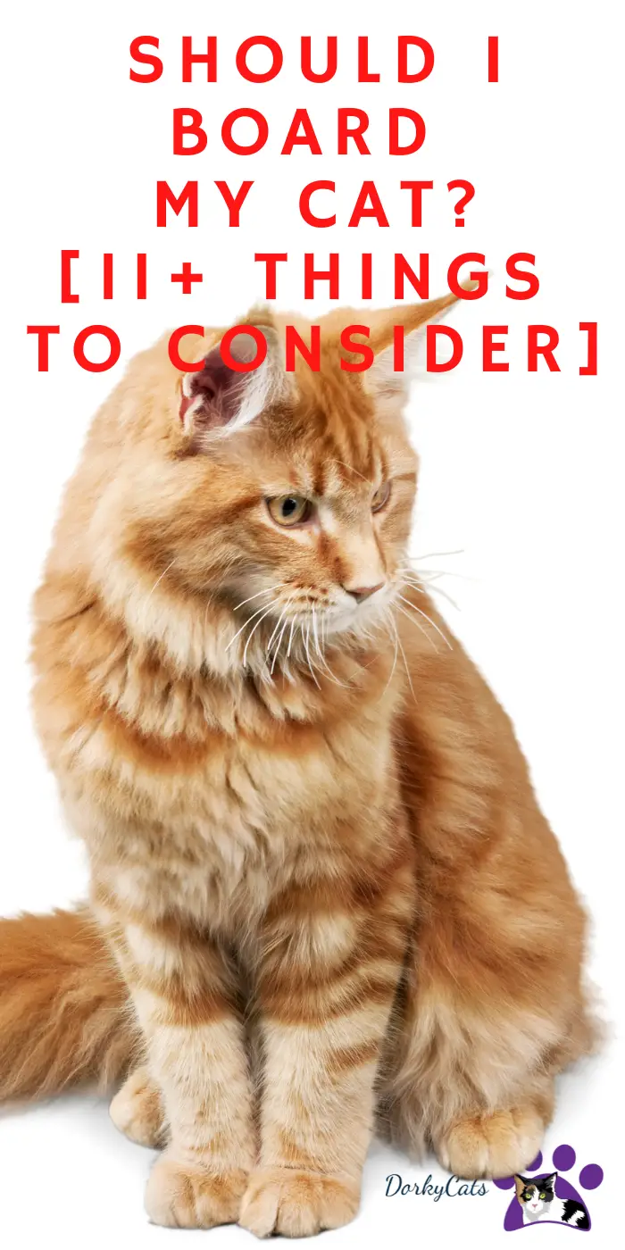 SHOULD I BOARD MY CAT? [ 11+ THINGS TO CONSIDER] DorkyCats