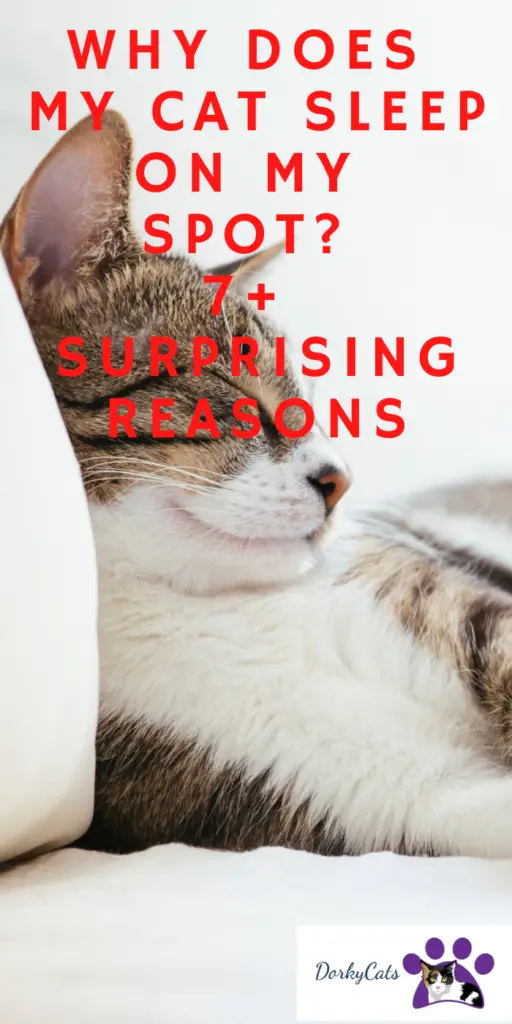 WHY DOES MY CAT SLEEP ON MY SPOT? 7+ SURPRISING REASONS