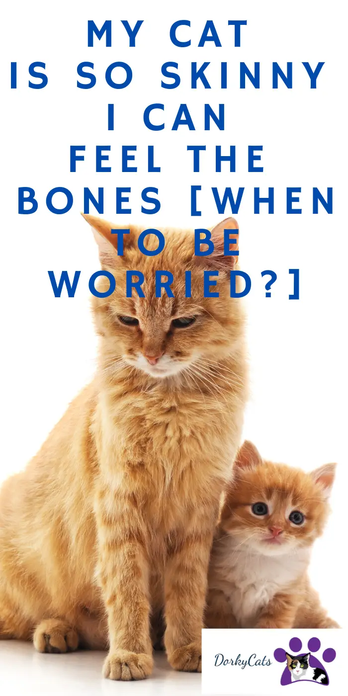 MY CAT IS SO SKINNY I CAN FEEL THE BONES [WHEN TO BE WORRIED?] DorkyCats