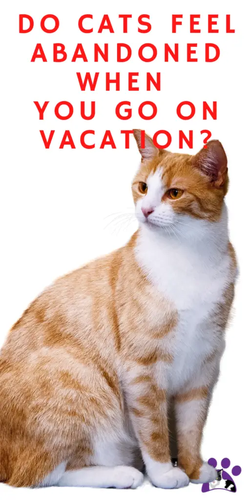 DO CATS FEEL ABANDONED WHEN YOU GO ON VACATION?