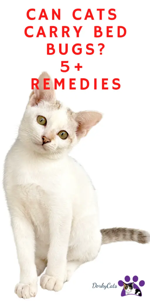CAN CATS CARRY BED BUGS? 5+ REMEDIES
