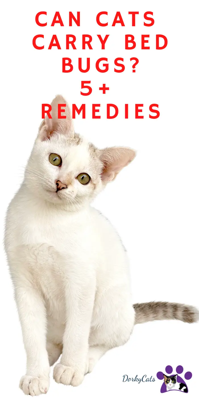 can-cats-carry-bed-bugs