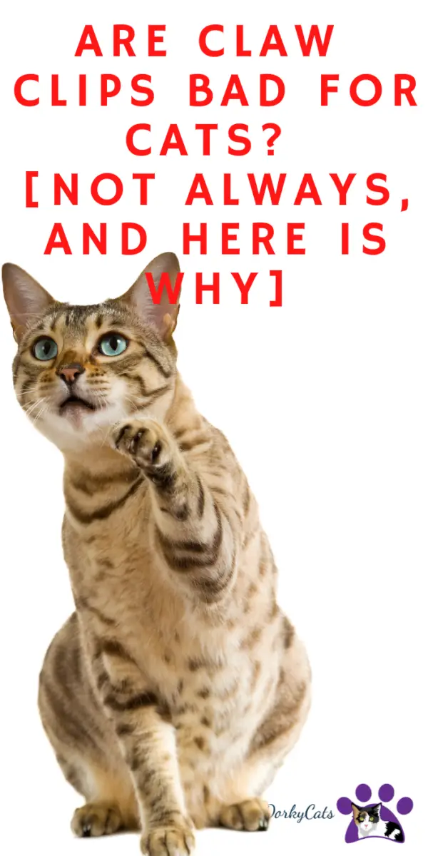 ARE CLAW CLIPS BAD FOR CATS? [NOT ALWAYS, AND HERE IS WHY] DorkyCats