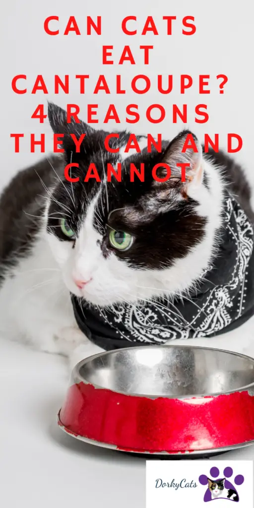 CAN CATS EAT CANTALOUPE? 4 REASONS THEY CAN AND CANNOT