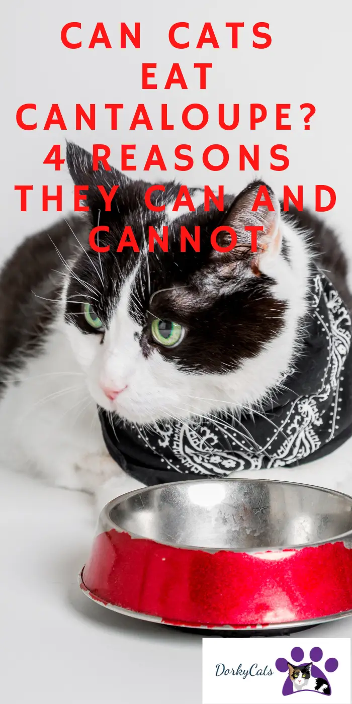 CAN CATS EAT CANTALOUPE? 4 REASONS THEY CAN AND CANNOT DorkyCats