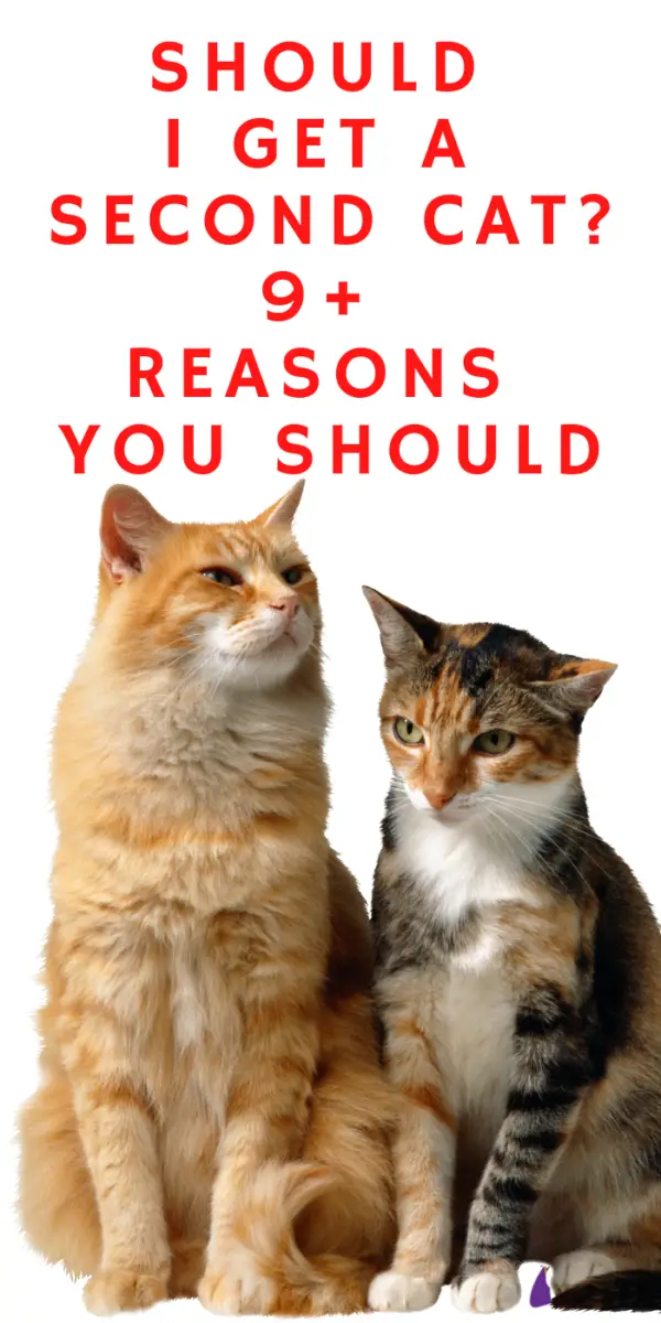 SHOULD I GET A SECOND CAT? 9+ REASONS YOU SHOULD AND SHOULD NOT DorkyCats