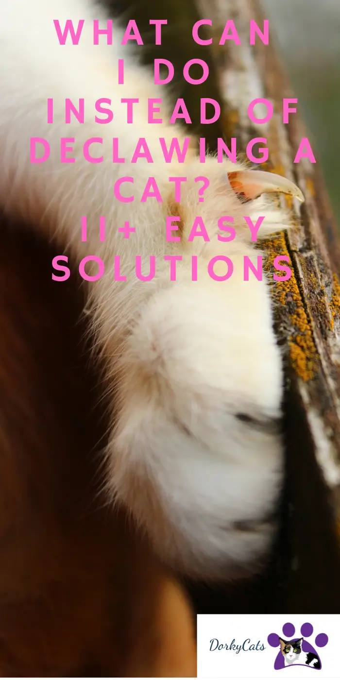 WHAT CAN I DO INSTEAD OF DECLAWING MY CAT? 11+ EASY SOLUTIONS DorkyCats
