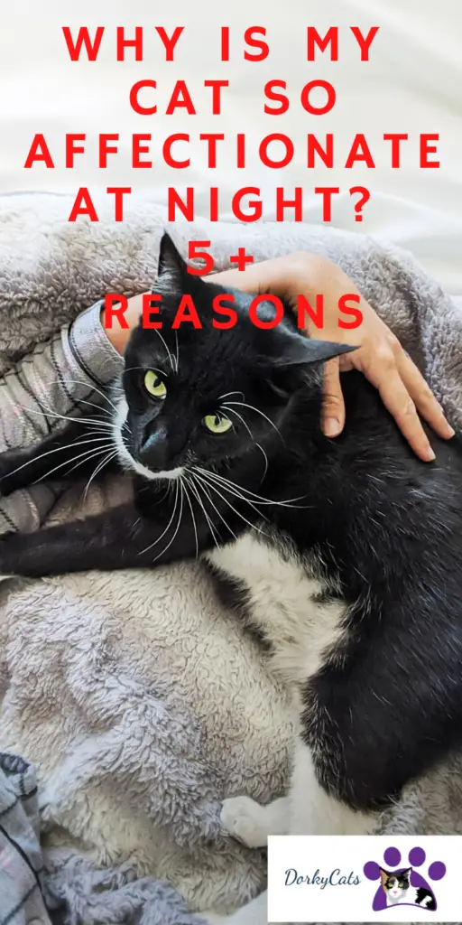 WHY IS MY CAT SO AFFECTIONATE AT NIGHT? 5+ REASONS