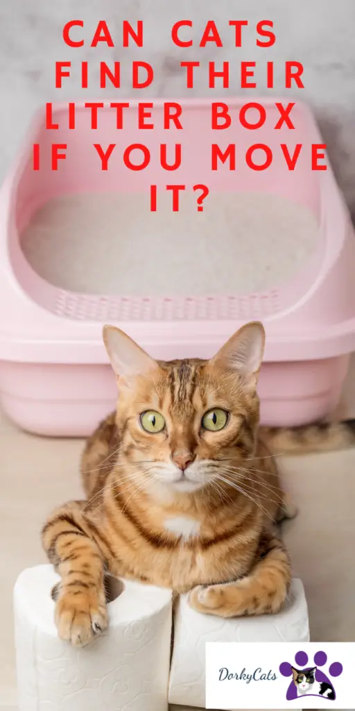 CAN CATS FIND THEIR LITTER BOX IF YOU MOVE IT?