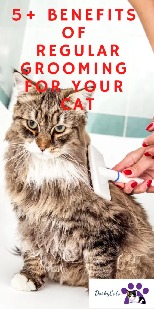 5+ BENEFITS OF REGULAR GROOMING FOR YOUR CAT