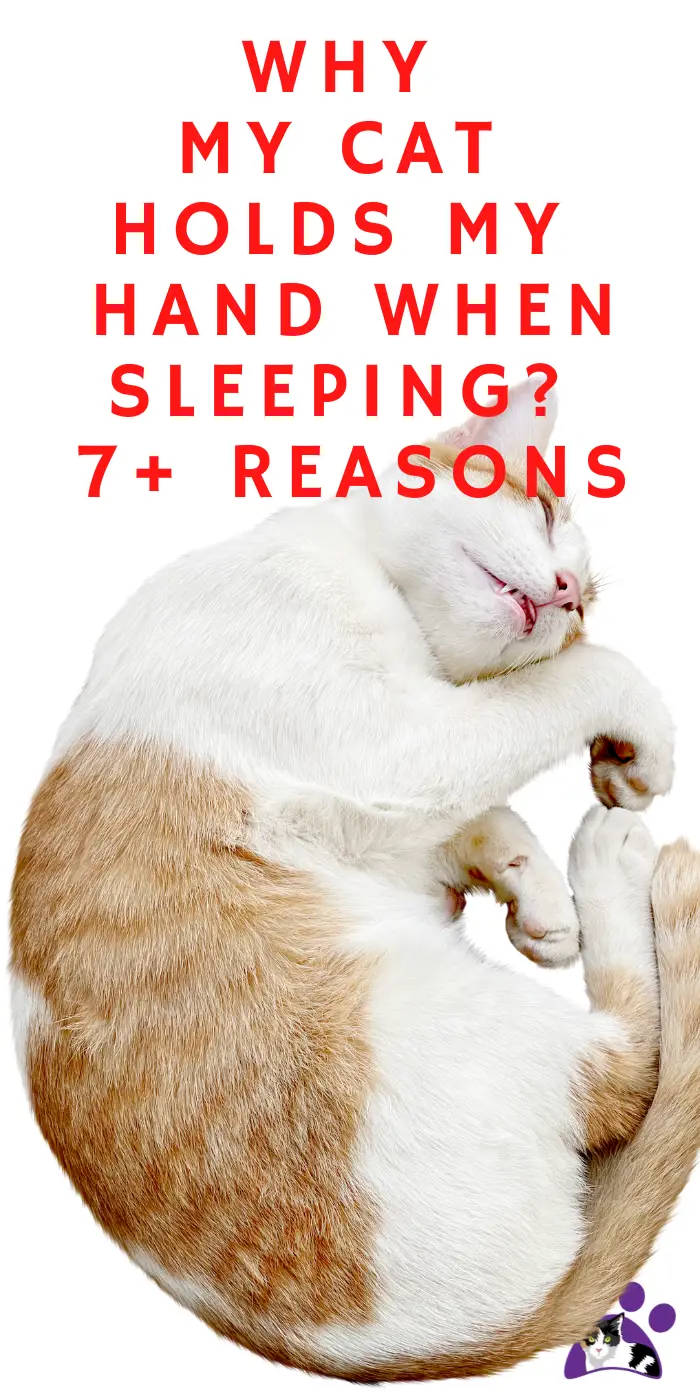 WHY MY CAT HOLDS MY HAND WHEN SLEEPING? 7+ REASONS DorkyCats
