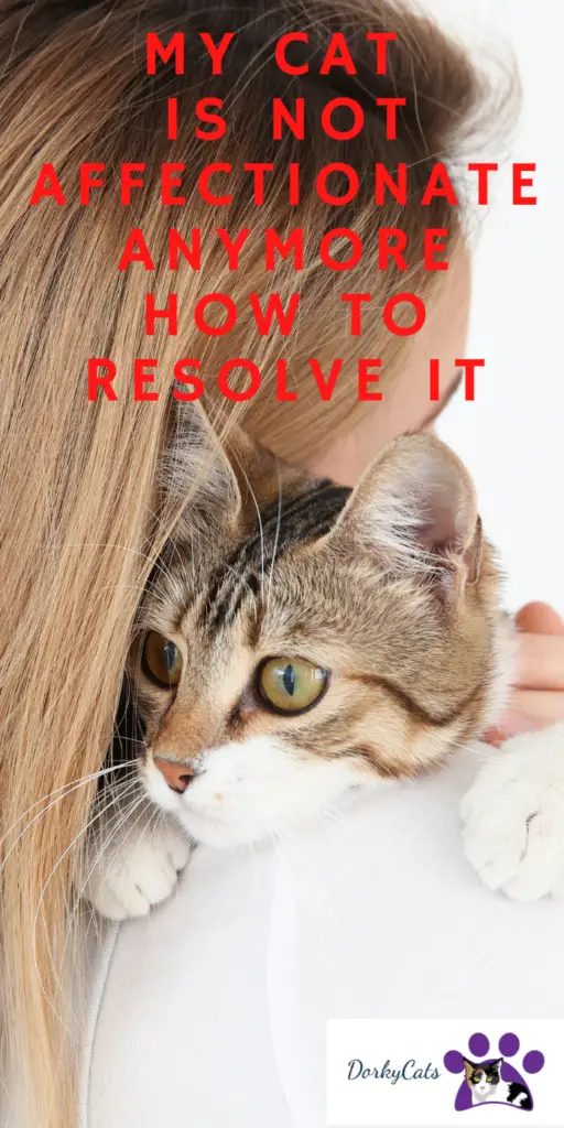 MY CAT IS NOT AFFECTIONATE ANYMORE: HOW TO RESOLVE IT
