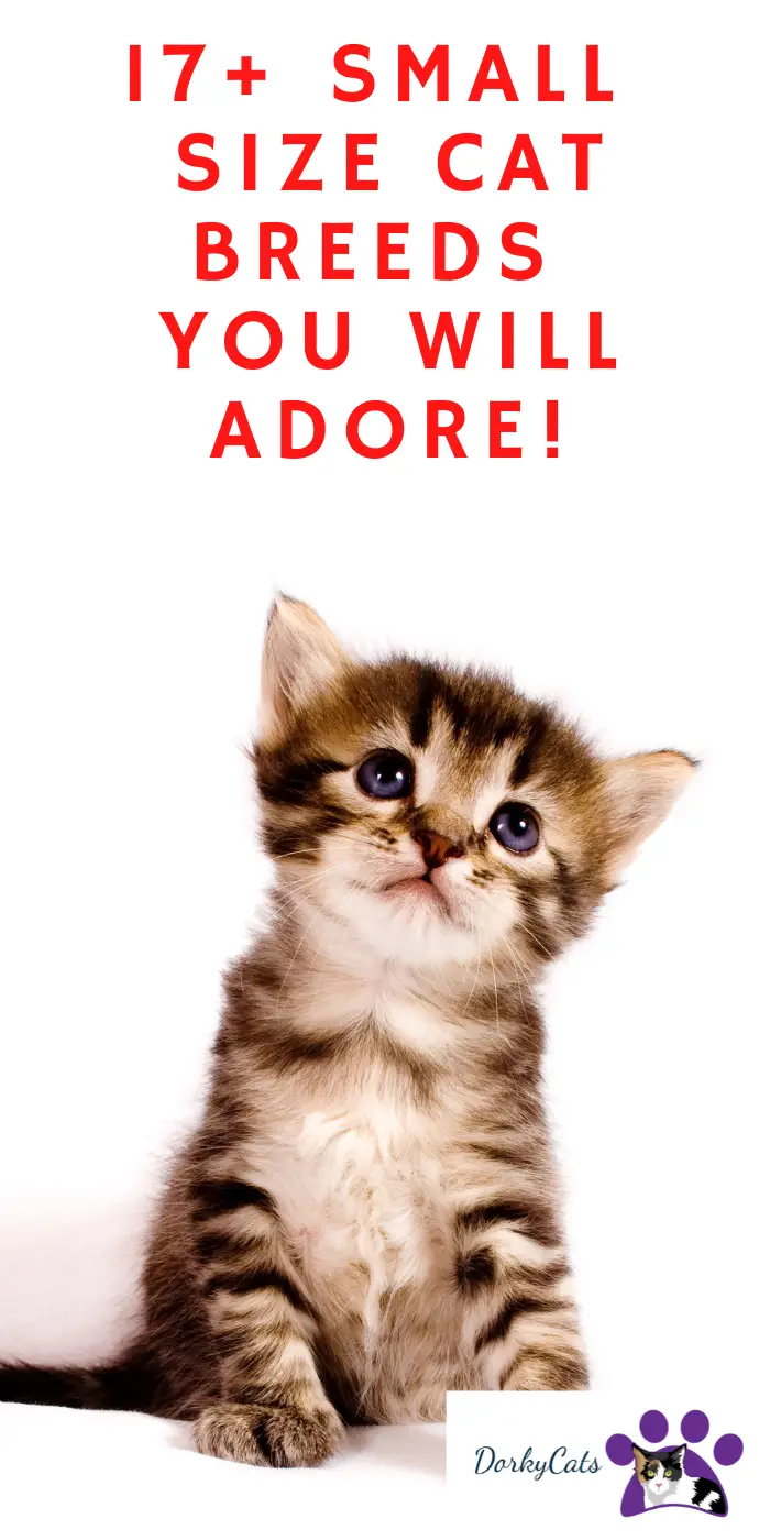17+ SMALL SIZE CAT BREEDS YOU WILL ADORE! DorkyCats