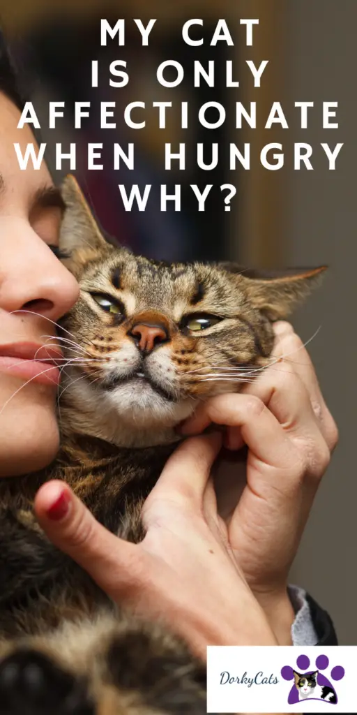 MY CAT IS ONLY AFFECTIONATE WHEN HUNGRY – WHY?