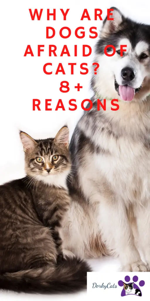 WHY ARE DOGS AFRAID OF CATS? 8+ REASONS