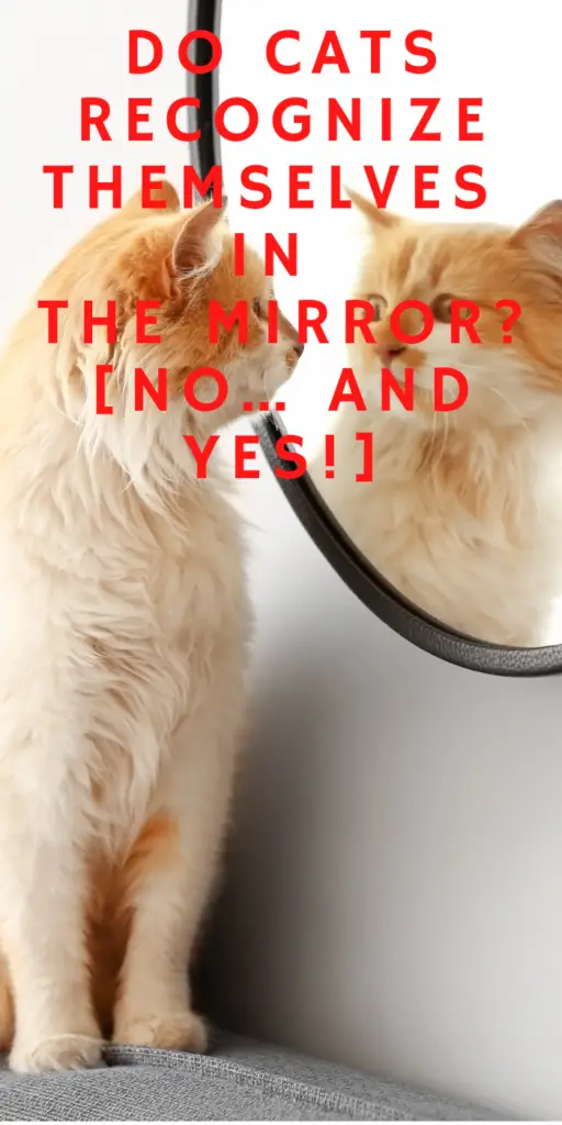 DO CATS RECOGNIZE THEMSELVES IN THE MIRROR