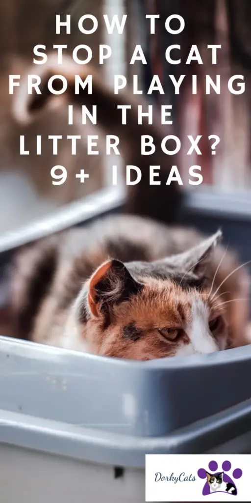 HOW TO STOP A CAT FROM PLAYING IN THE LITTER BOX? 9+ IDEAS