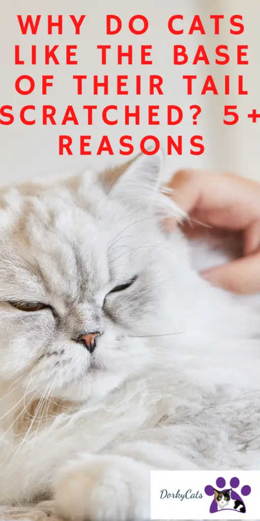 WHY DO CATS LIKE THE BASE OF THEIR TAIL SCRATCHED? 5+ REASONS