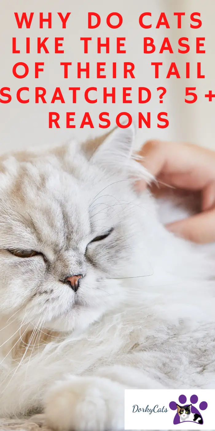 Why Do Cats Like The Base Of Their Tail Scratched 5 Reasons