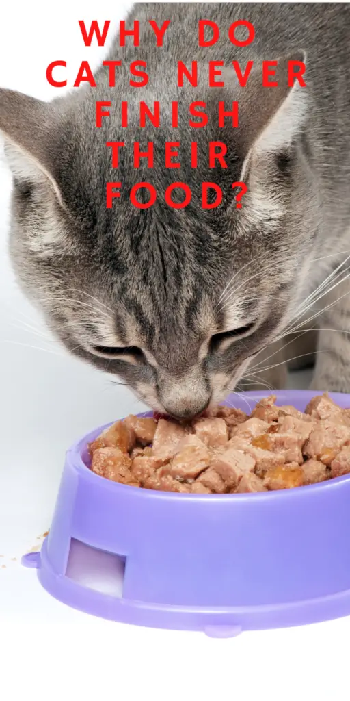 WHY DO CATS NEVER FINISH THEIR FOOD?