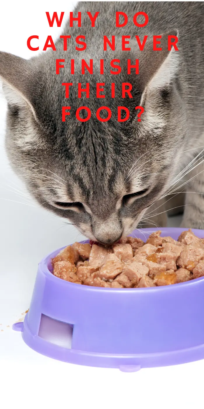 WHY DO CATS NEVER FINISH THEIR FOOD? 7+ REASONS