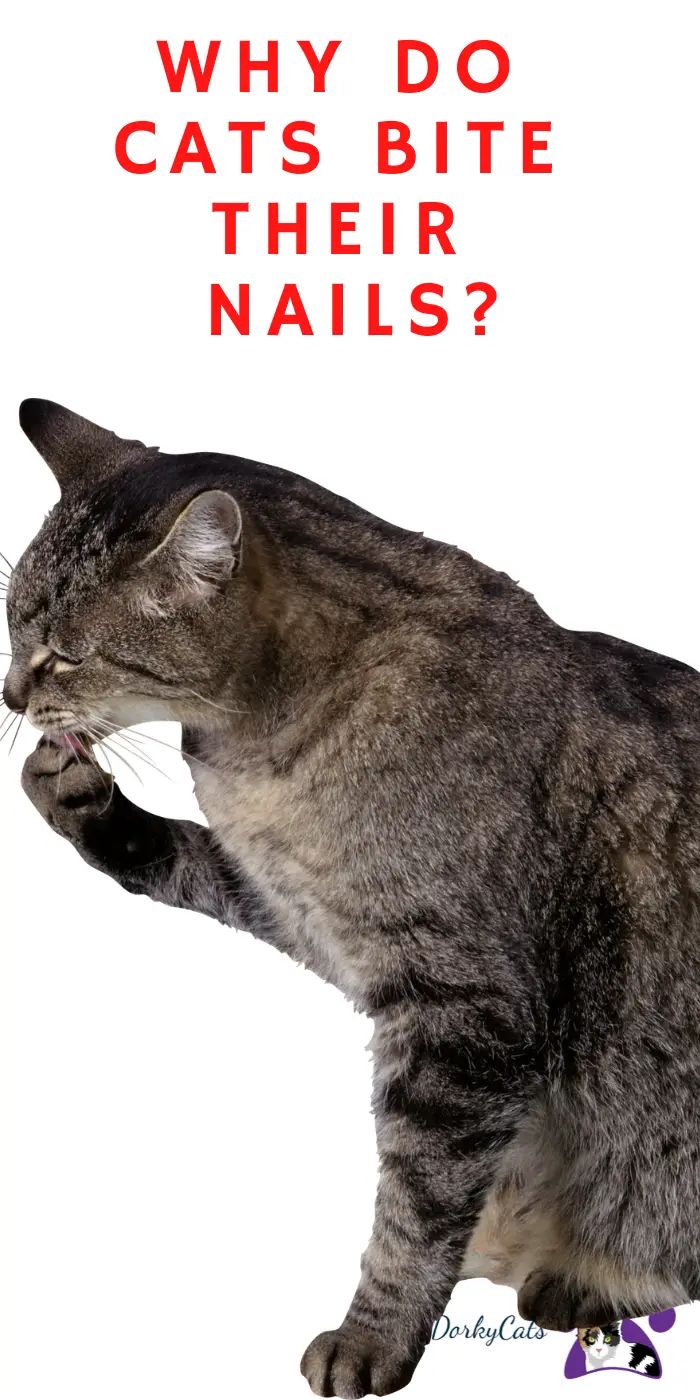 WHY DO CATS BITE THEIR NAILS? 5+ REASONS AND REMEDIES