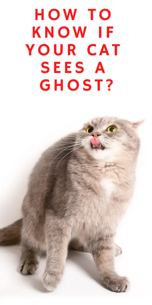 HOW TO KNOW IF YOUR CAT SEES A GHOST?