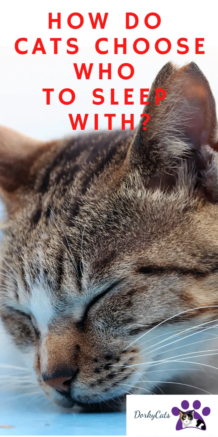 HOW DO CATS CHOOSE WHO TO SLEEP WITH? 7+ FACTORS TO KNOW