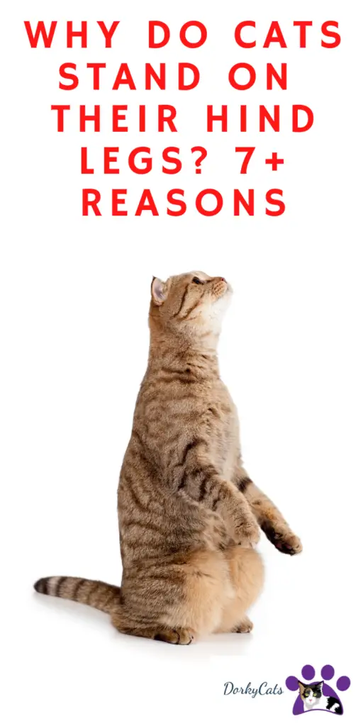 WHY DO CATS STAND ON THEIR HIND LEGS? 7+ REASONS