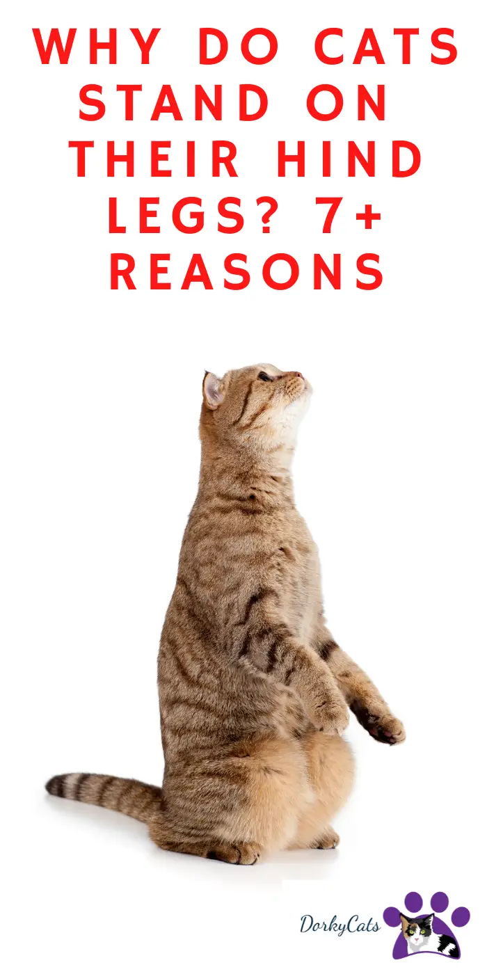 WHY DO CATS STAND ON THEIR HIND LEGS? 9+ REASONS