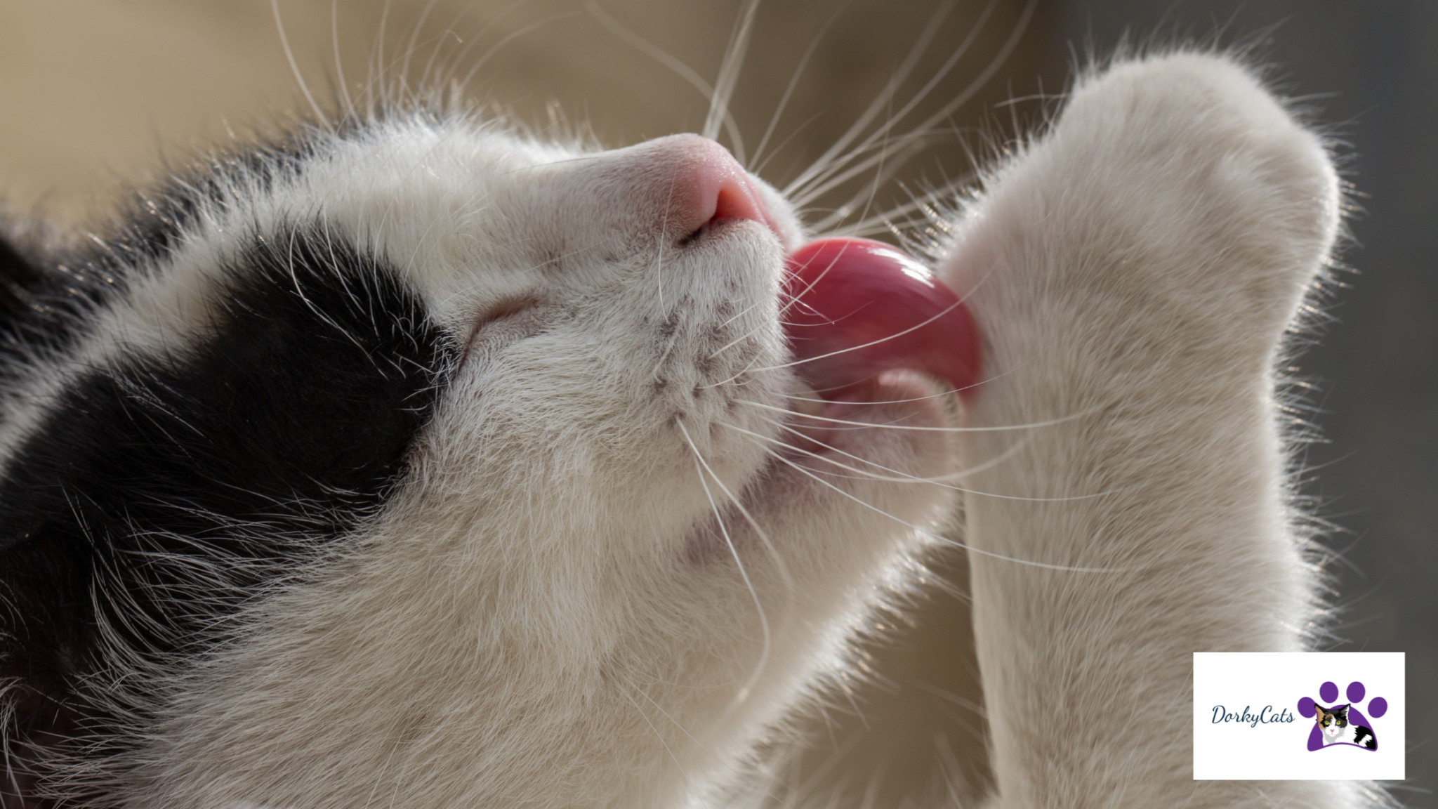 MY CAT LICKS ME WHEN I PET HIM? 3+ REASONS