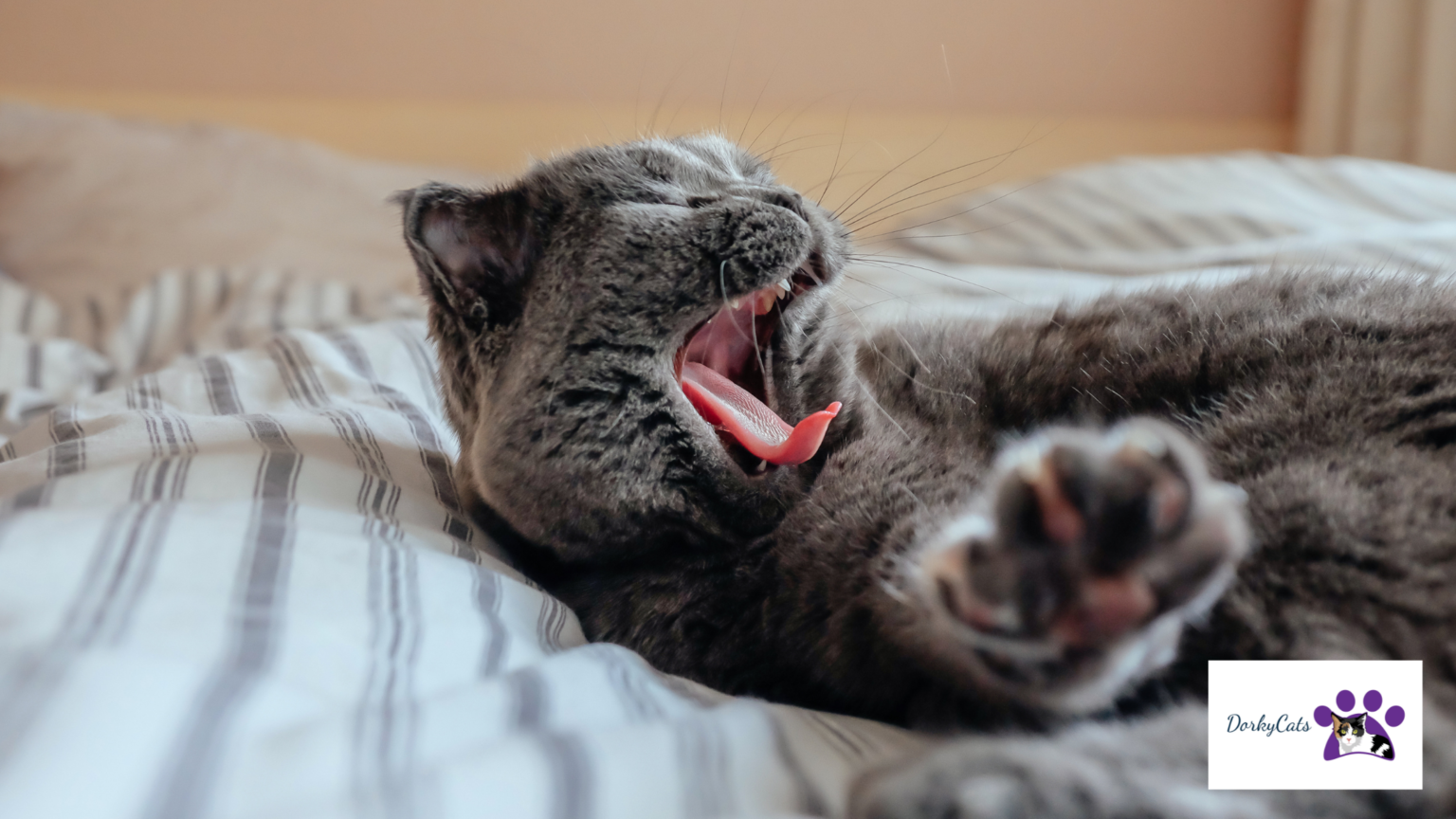 WHY DOES MY CAT MEOW SO MUCH IN THE MORNING? 5+ REASONS