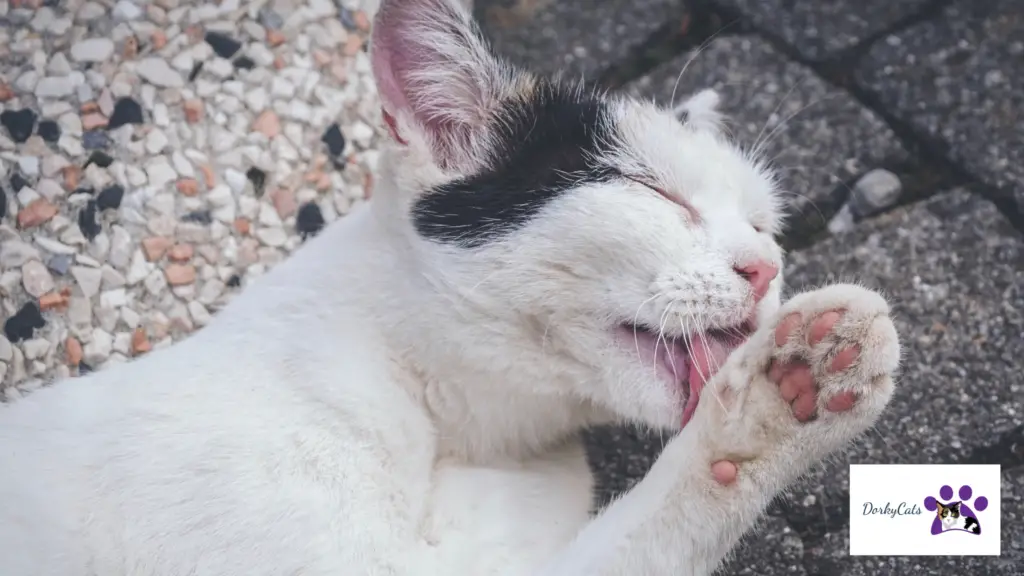 WHY DO CATS BITE THEIR NAILS?