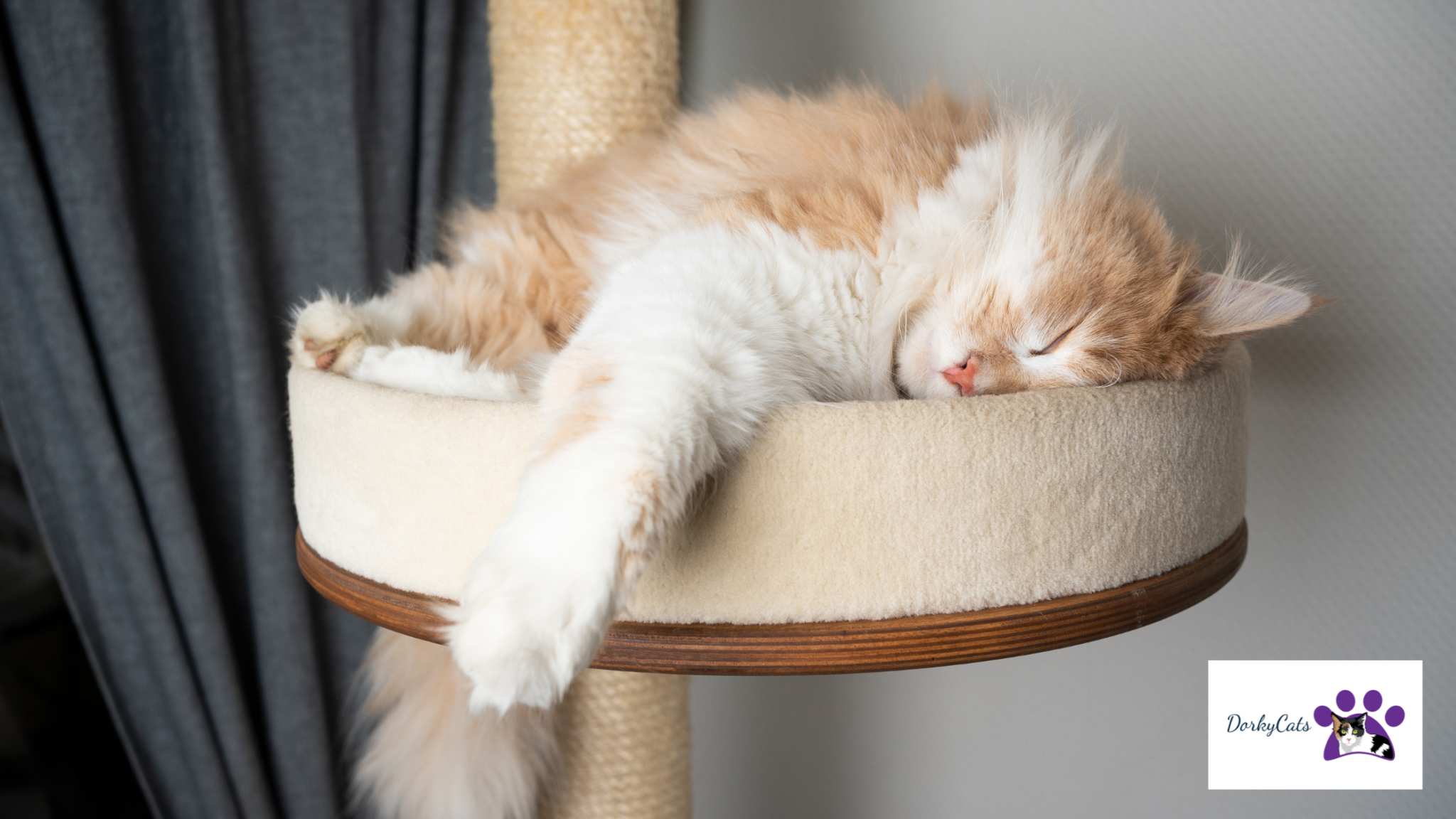 Why Do Cats Sleep Next To You When You're Sick at Tracy Reilly blog