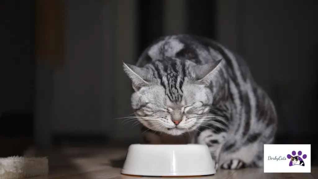 WHY DO CATS NEVER FINISH THEIR FOOD? 7+ REASONS