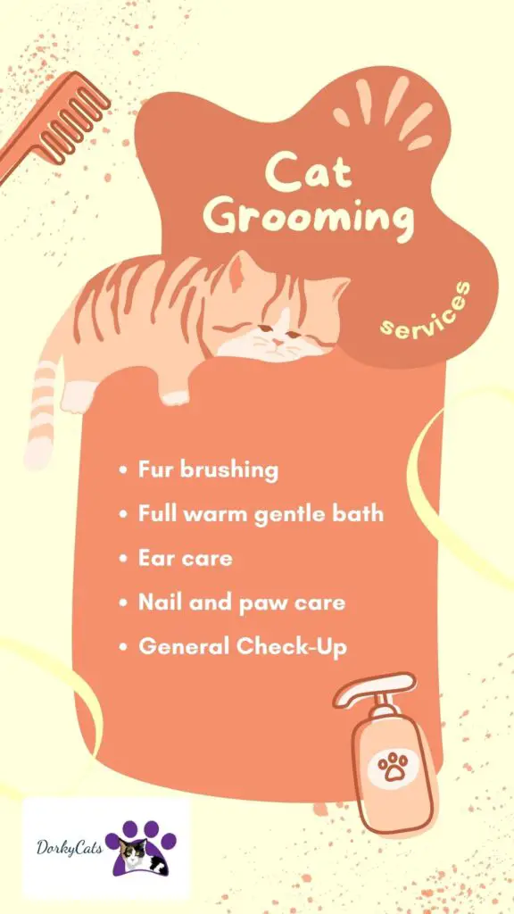 5+ BENEFITS OF REGULAR GROOMING FOR YOUR CAT