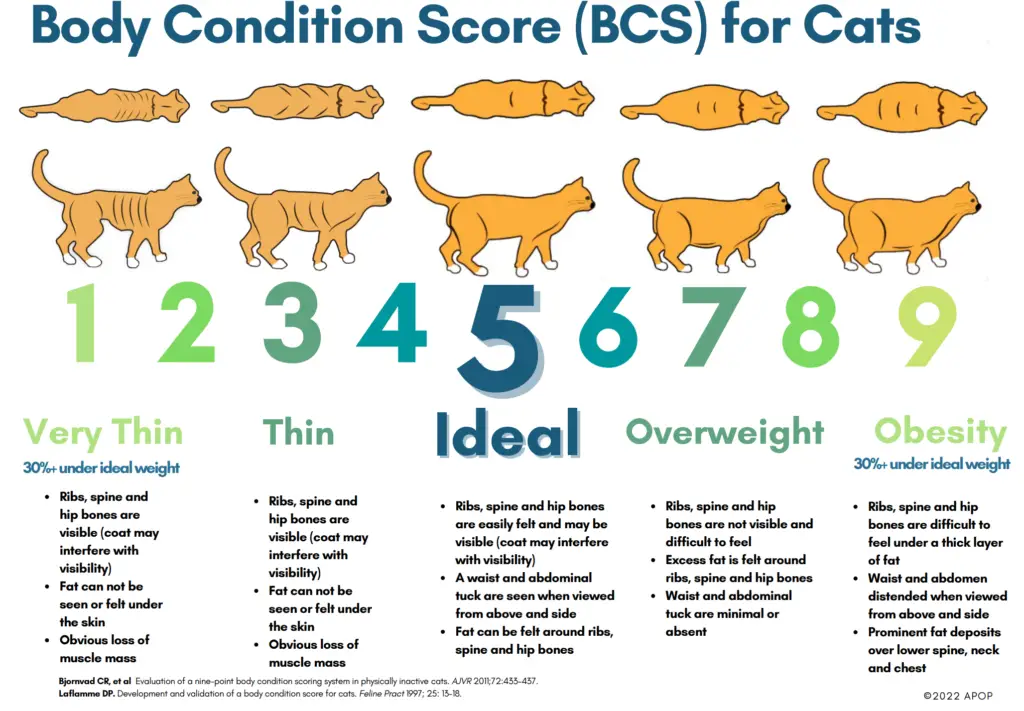 body condition score 