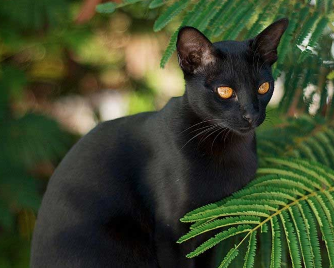 11+ STUNNING TRAINABLE CAT BREEDS [TALENTED CATS] DorkyCats