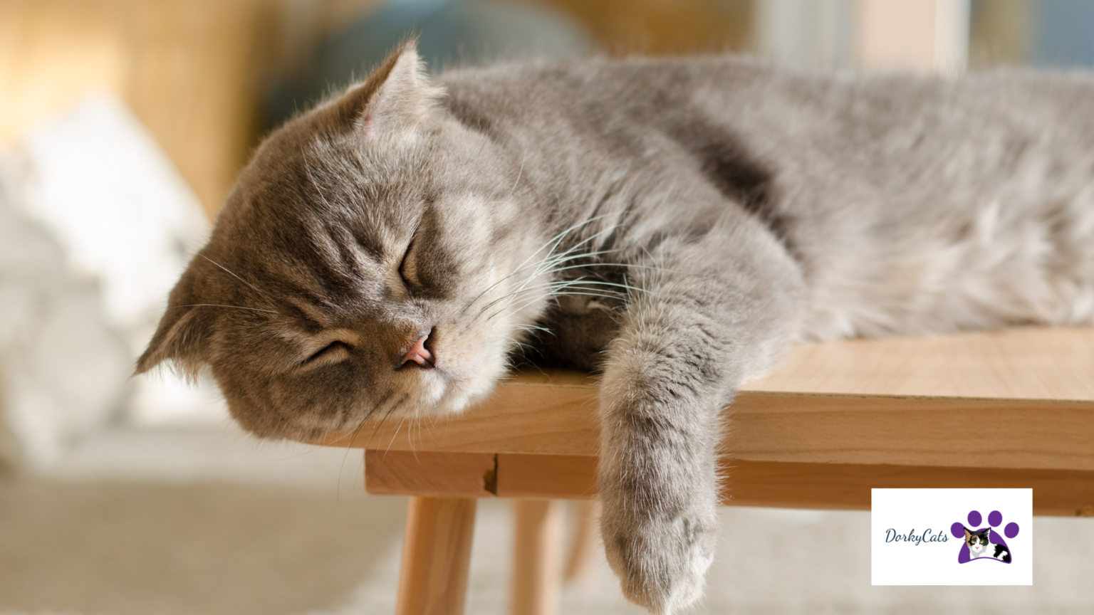 MY CAT IS SNORING 5 REASONS AND REMEDIES DorkyCats