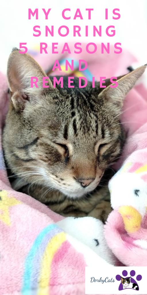 MY CAT IS SNORING – 5 REASONS AND REMEDIES