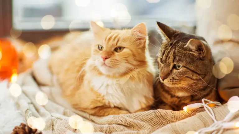 CAN CATS BE GAY? 5 THINGS TO KNOW