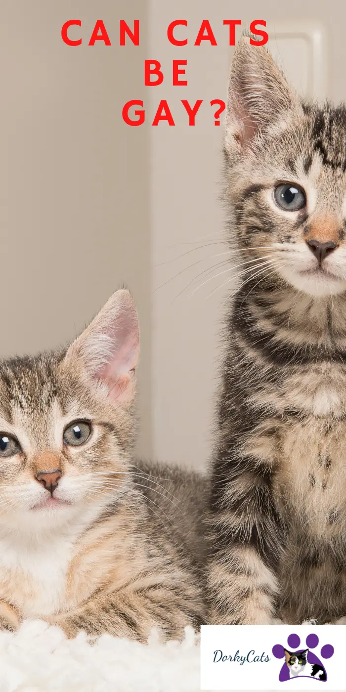 CAN CATS BE GAY? 5 THINGS TO KNOW DorkyCats