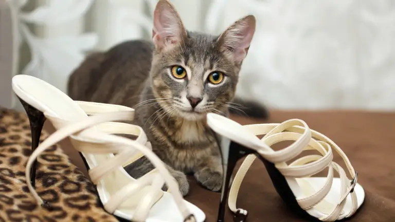WHY DO CATS SMELL FEET? 5+ FUNNY FACTS TO KNOW