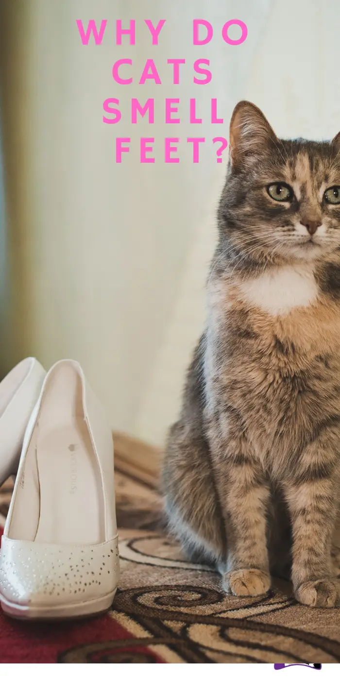 Why Do Cats Sniff My Shoes at Daisy Wales blog