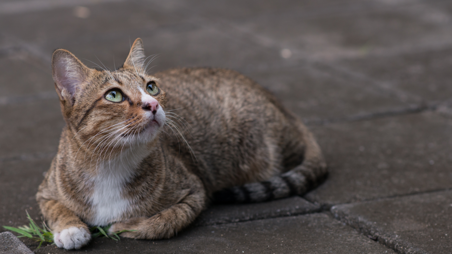 WHY ARE STRAY CATS SO FRIENDLY? 3 INTERESTING FACTS DorkyCats