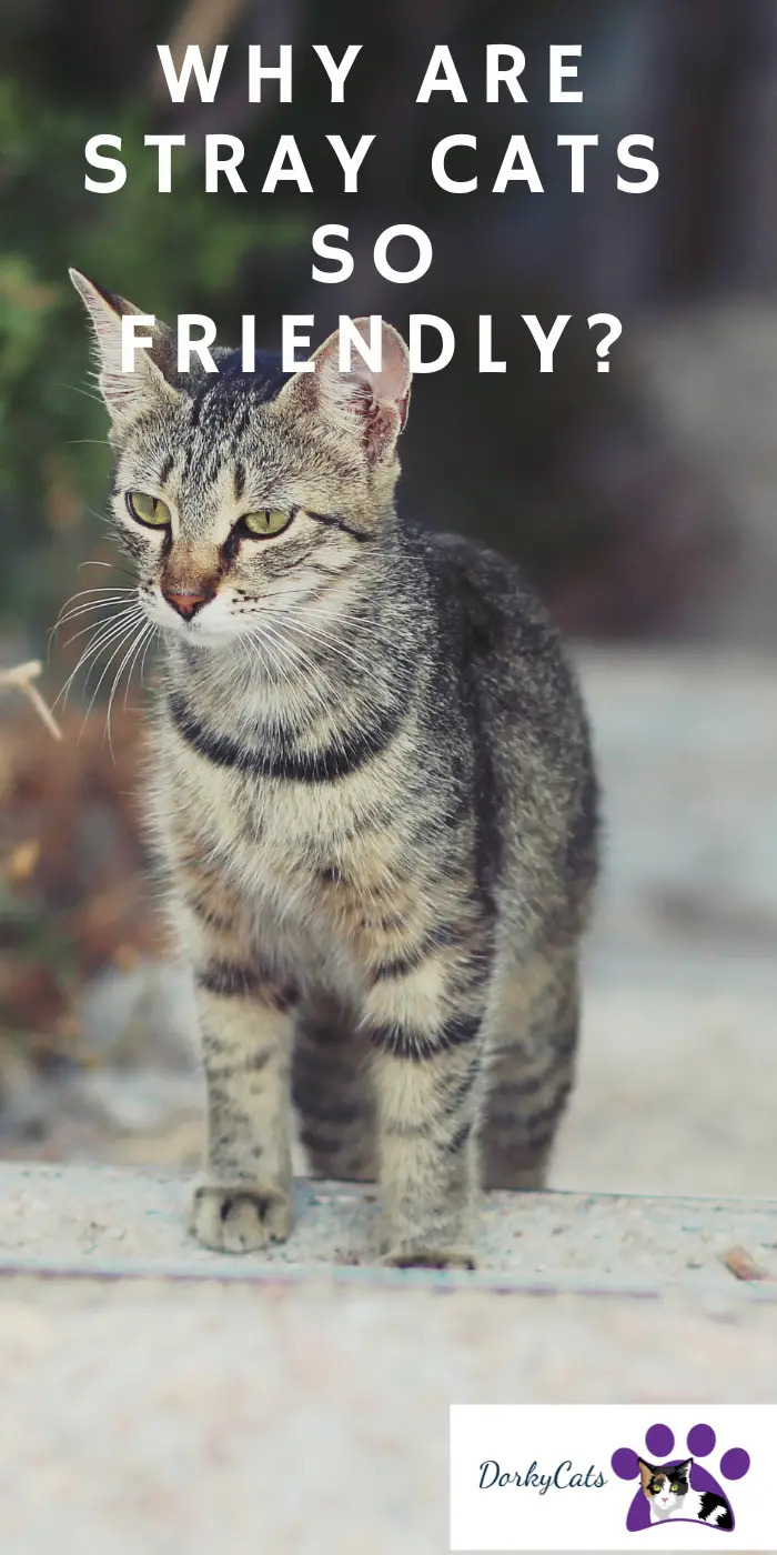 WHY ARE STRAY CATS SO FRIENDLY? 3 INTERESTING FACTS - DorkyCats