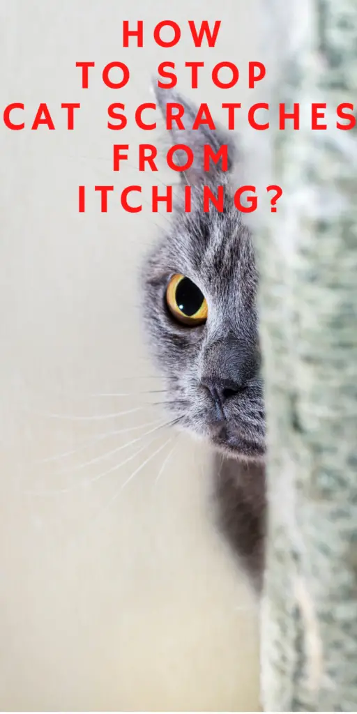 HOW TO STOP CAT SCRATCHES FROM ITCHING?