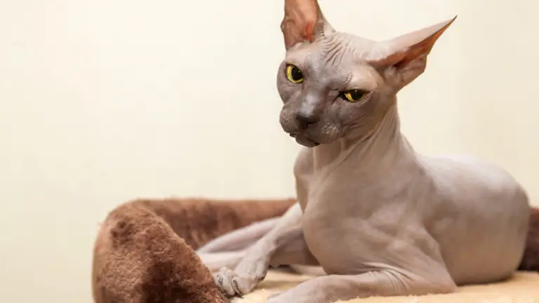 DO SPHYNX CATS SMELL? [ YES AND NO, AND HERE IS WHY]