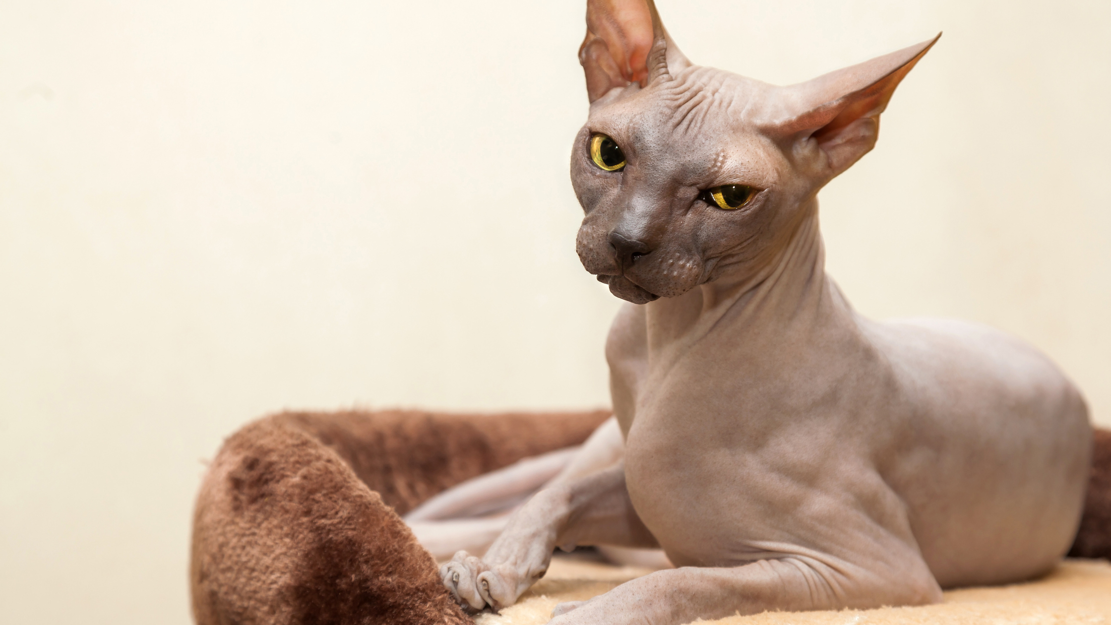 do sphynx cats smell